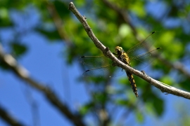 Orthetrum cancellatum - Grosser Blaupfeil