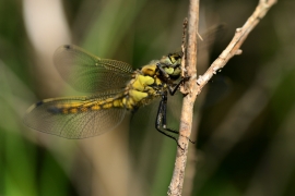 Orthetrum cancellatum - Grosser Blaupfeil