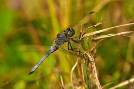 Orthetrum coerulescens - Kleiner Blaupfeil