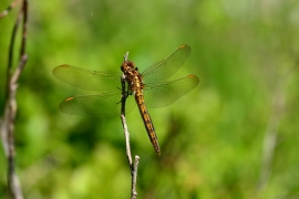 Kleiner Blaupfeil - Orthetrum coerulescens