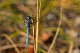 Kleiner Blaupfeil - Orthetrum coerulescens