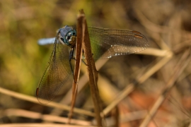 Kleiner Blaupfeil - Orthetrum coerulescens