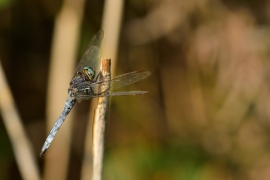 Kleiner Blaupfeil - Orthetrum coerulescens