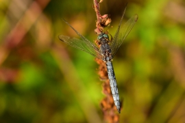 Kleiner Blaupfeil - Orthetrum coerulescens
