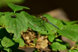 Kleiner Blaupfeil - Orthetrum coerulescens