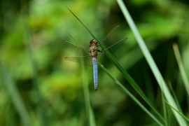 Kleiner Blaupfeil - Orthetrum coerulescens
