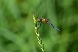 Kleiner Blaupfeil - Orthetrum coerulescens