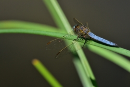 Kleiner Blaupfeil - Orthetrum coerulescens