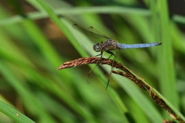 Kleiner Blaupfeil - Orthetrum coerulescens