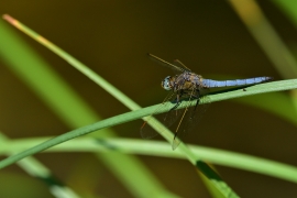 Kleiner Blaupfeil - Orthetrum coerulescens