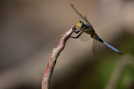 Kleiner Blaupfeil - Orthetrum coerulescens