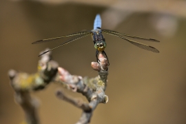 Kleiner Blaupfeil - Orthetrum coerulescens