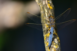 Kleiner Blaupfeil - Orthetrum coerulescens