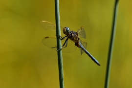 Kleiner Blaupfeil - Orthetrum coerulescens