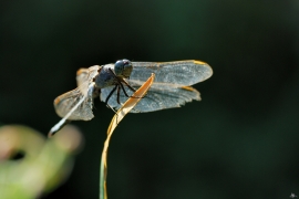 Orthetrum nitidinerve -  Gelbader-Blaupfeil