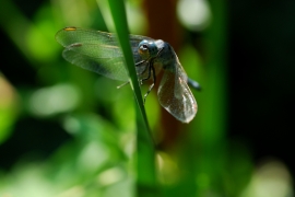 Gelbader-Blaupfeil - Orthetrum nitidinerve