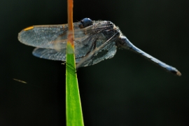 Gelbader-Blaupfeil - Orthetrum nitidinerve