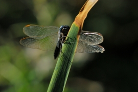 Gelbader-Blaupfeil - Orthetrum nitidinerve