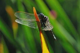Gelbader-Blaupfeil - Orthetrum nitidinerve