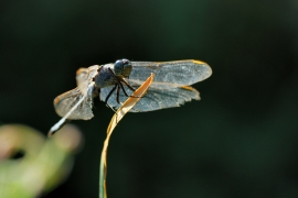 Gelbader-Blaupfeil - Orthetrum nitidinerve