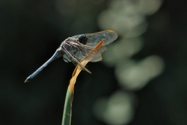 Gelbader-Blaupfeil - Orthetrum nitidinerve