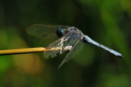 Gelbader-Blaupfeil - Orthetrum nitidinerve