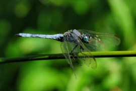 Gelbader-Blaupfeil - Orthetrum nitidinerve