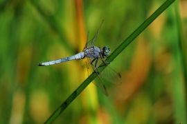 Gelbader-Blaupfeil - Orthetrum nitidinerve