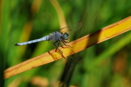 Gelbader-Blaupfeil - Orthetrum nitidinerve