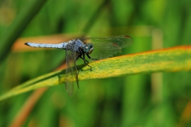 Gelbader-Blaupfeil - Orthetrum nitidinerve