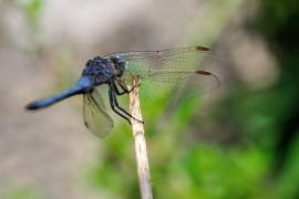 Gelbader-Blaupfeil - Orthetrum nitidinerve