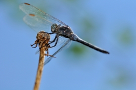 Gelbader-Blaupfeil - Orthetrum nitidinerve