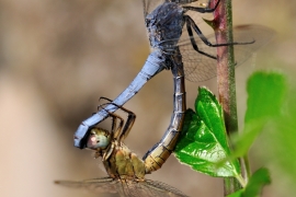 Gelbader-Blaupfeil - Orthetrum nitidinerve