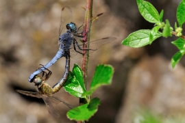 Gelbader-Blaupfeil - Orthetrum nitidinerve