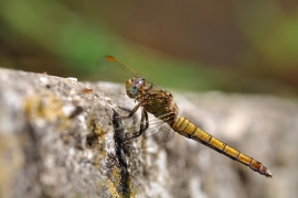 Gelbader-Blaupfeil - Orthetrum nitidinerve