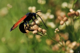 Tarantula Hawk