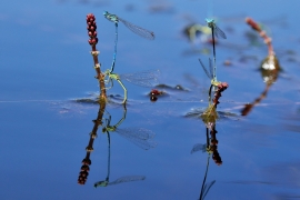 Platycnemis pennipes - Blaue Federlibelle