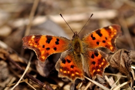 C-Falter
