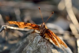 C-Falter