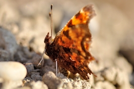 C-Falter