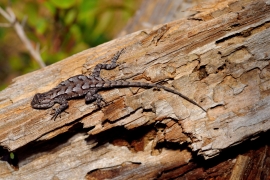 Eastern fence lizard