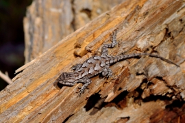 Eastern fence lizard