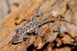 Eastern fence lizard