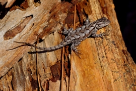 Eastern fence lizard