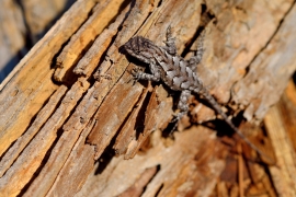 Eastern fence lizard