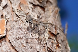 Eastern fence lizard