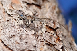 Eastern fence lizard