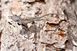 Eastern fence lizard