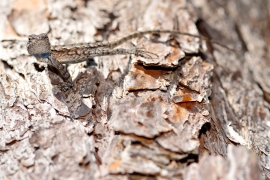 Eastern fence lizard