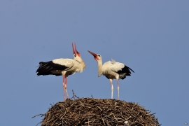 Storchenhochzeit